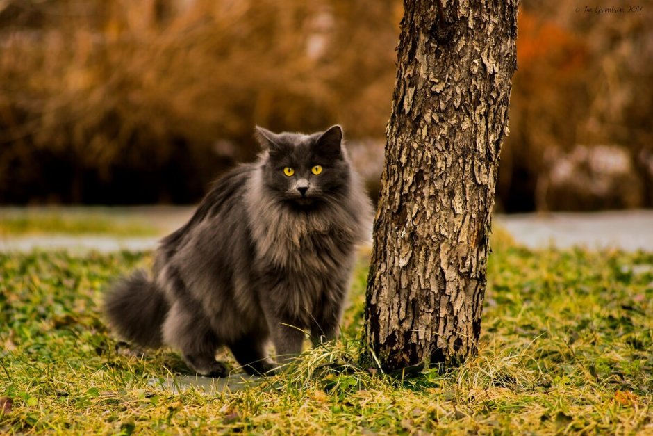 Норвежская Лесная кошка черная