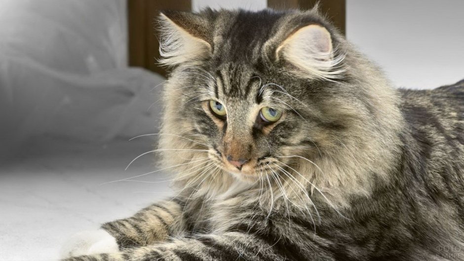 Сибирский кот черный