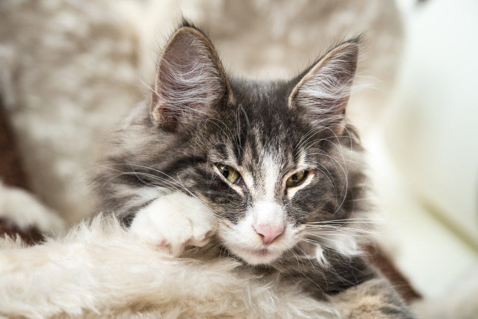 Норвежский кот