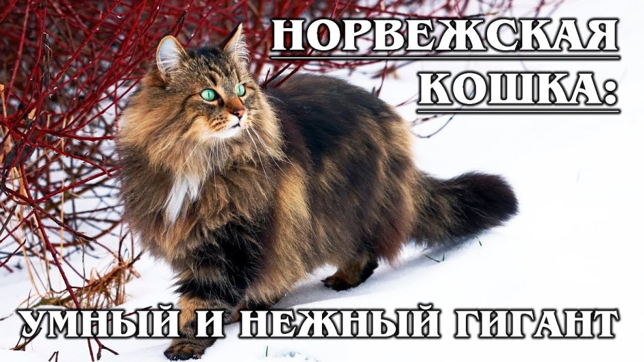 Норвежская Лесная кошка Размеры