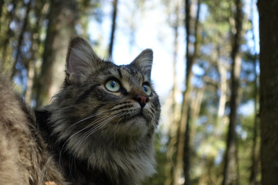 Дикий норвежский Лесной кот