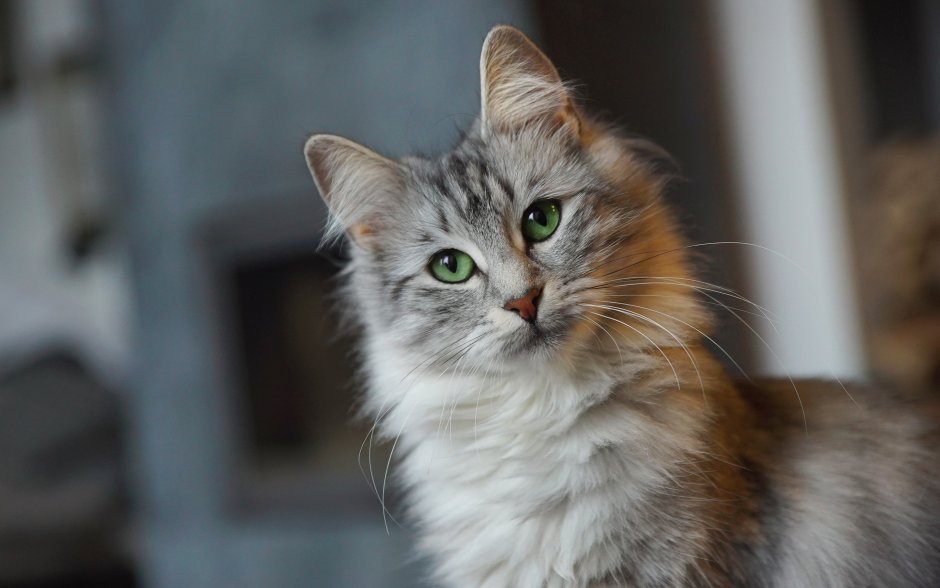 Мордочка норвежской Лесной кошки