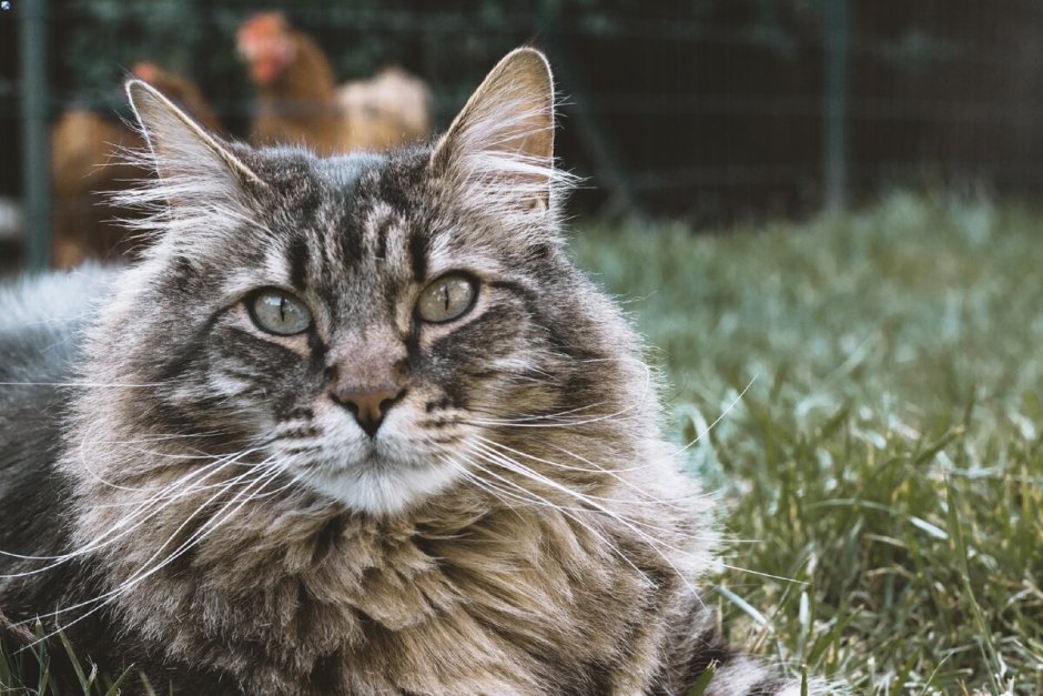 Норвежская Лесная кошка короткошерстная