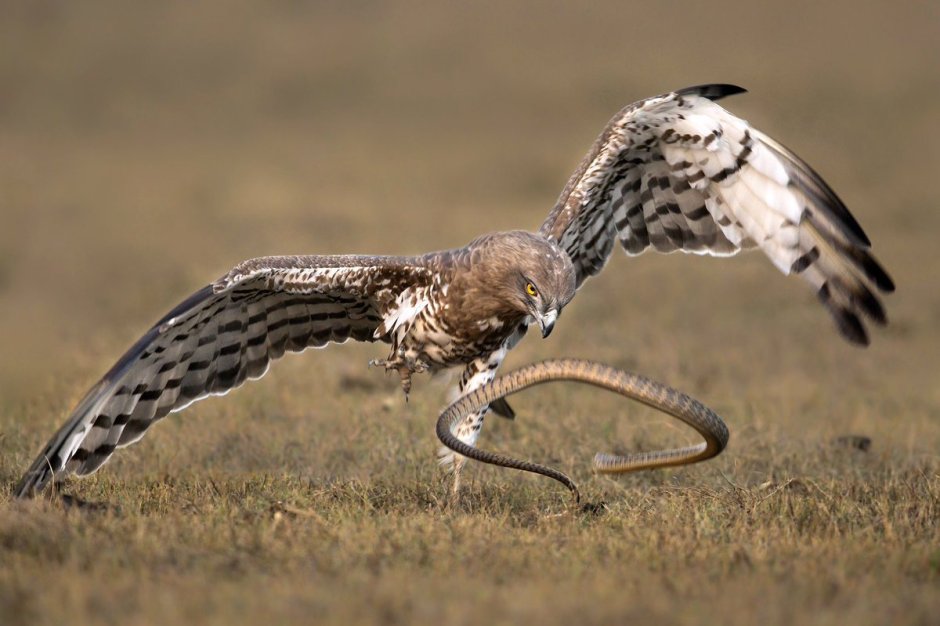 Змееяд (Circaetus gallicus)