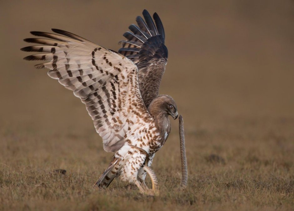 Змееяд Circaetus gallicus Gmelin