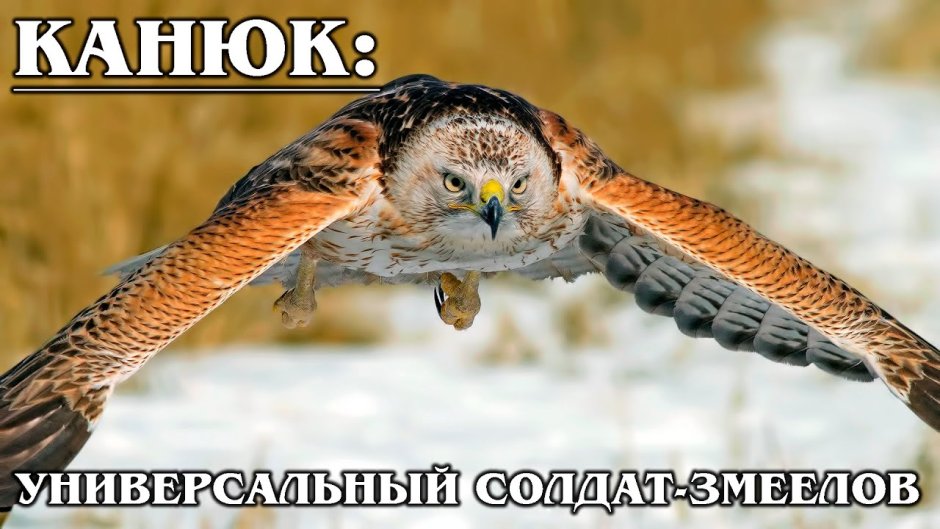 Африканский венценосный Орел