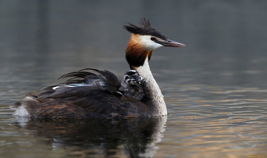 Поганка большая, или чомга – Podiceps cristatus