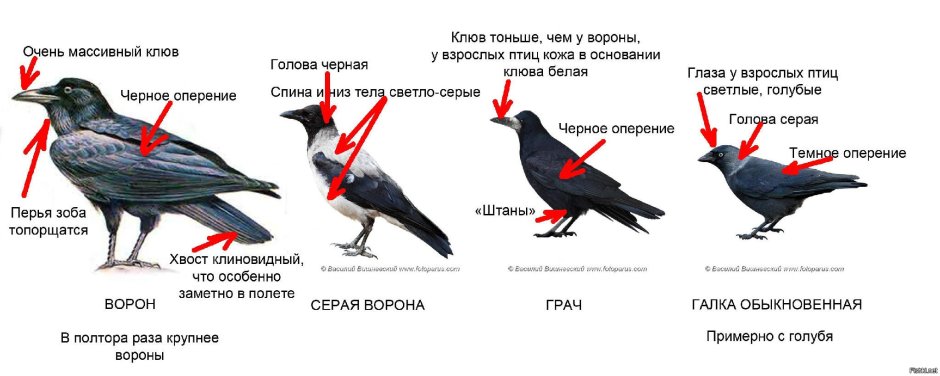 Ворон ворона Грач отличия