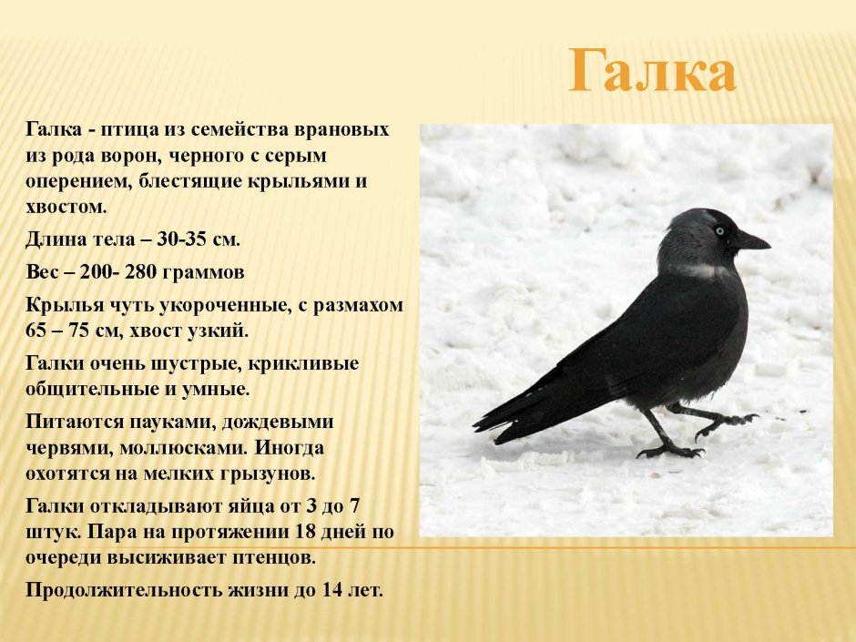 Галка описание птицы для детей