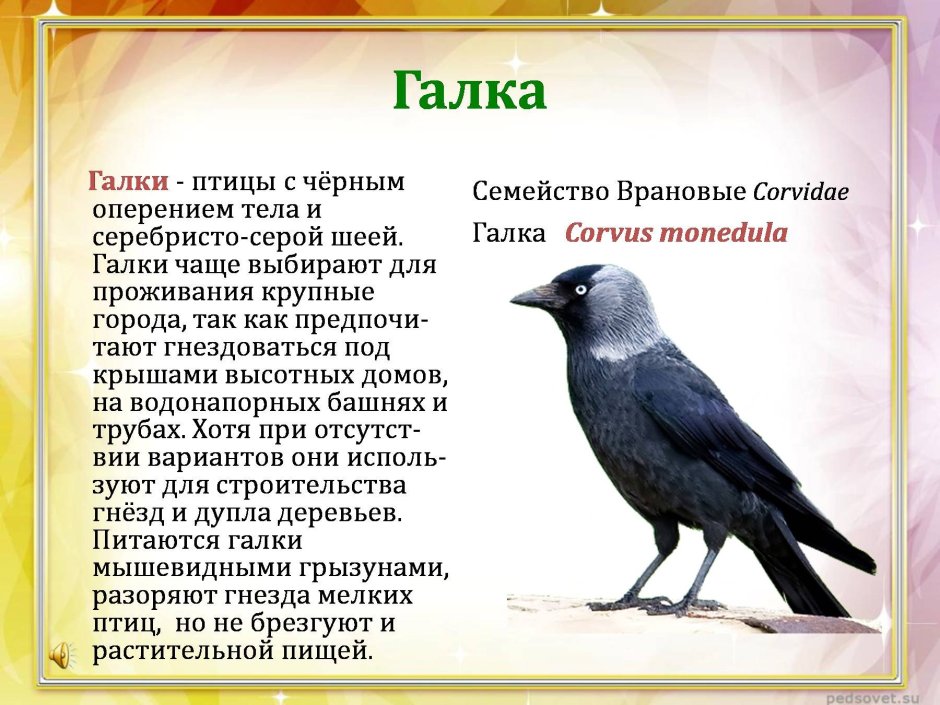 Галка описание птицы для детей