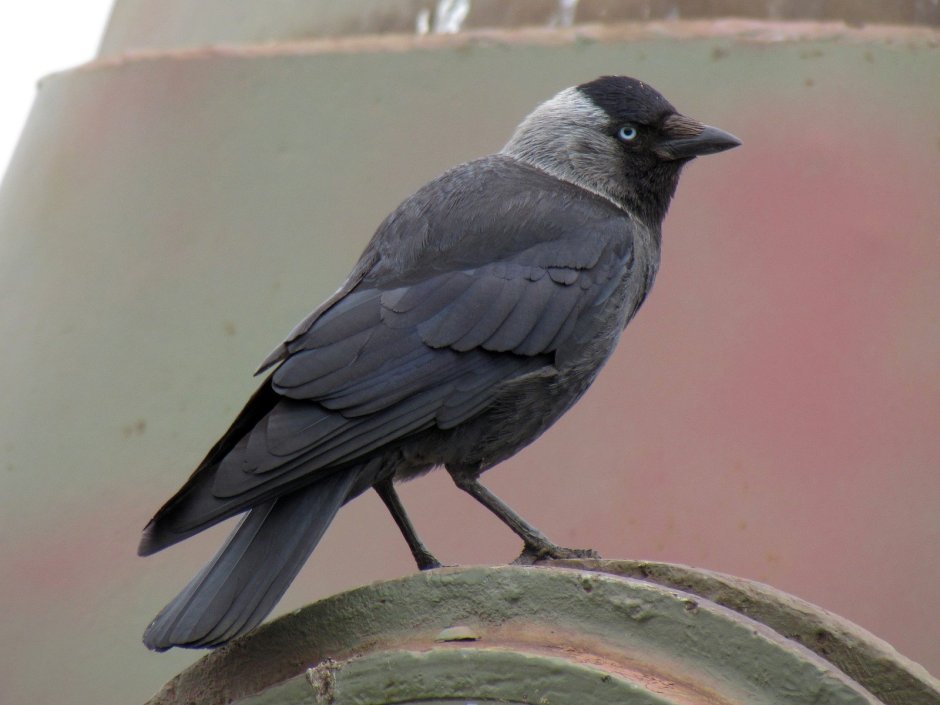 Coloeus monedula Грач