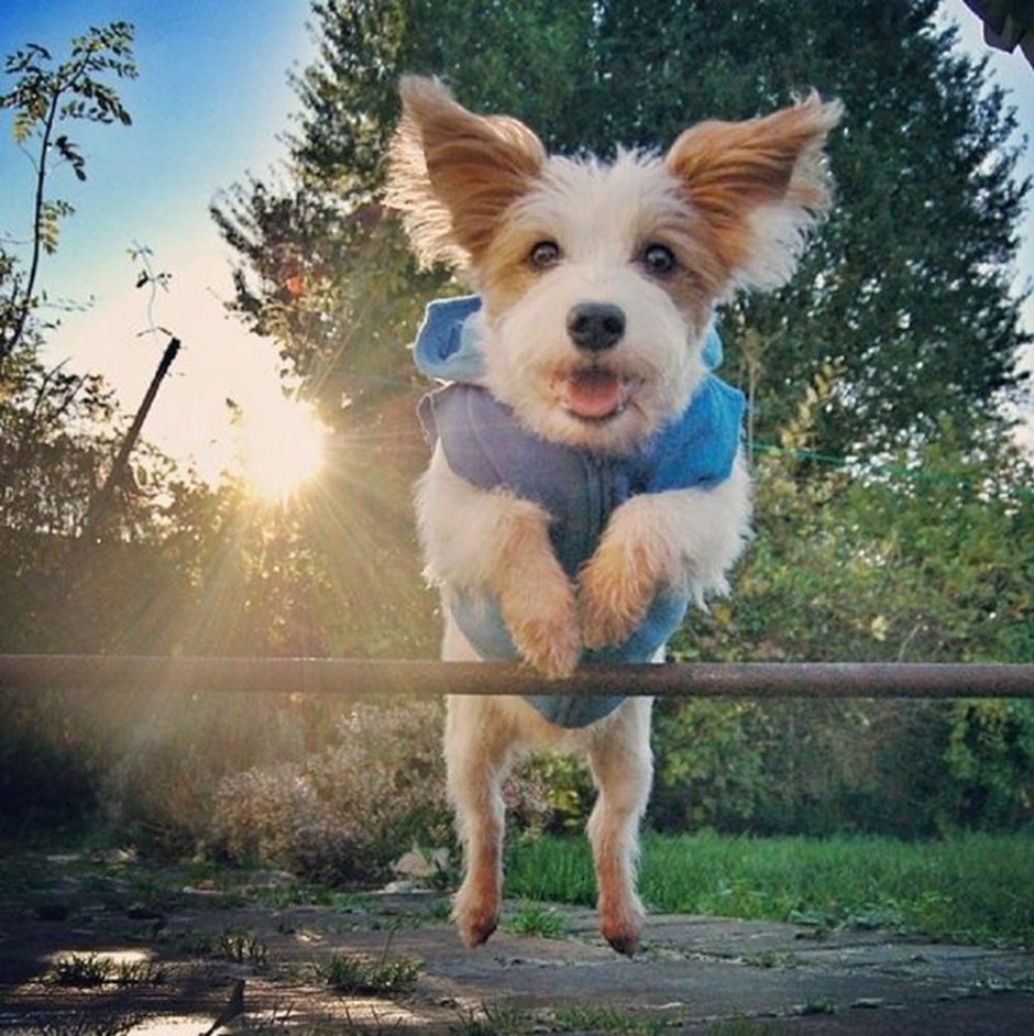 Позитивные собаки