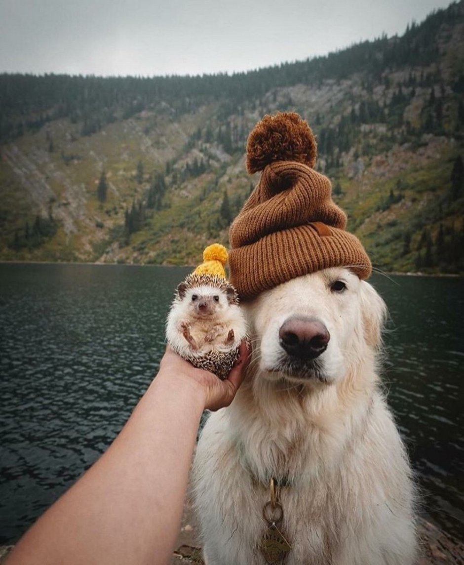 Собака и Ежик