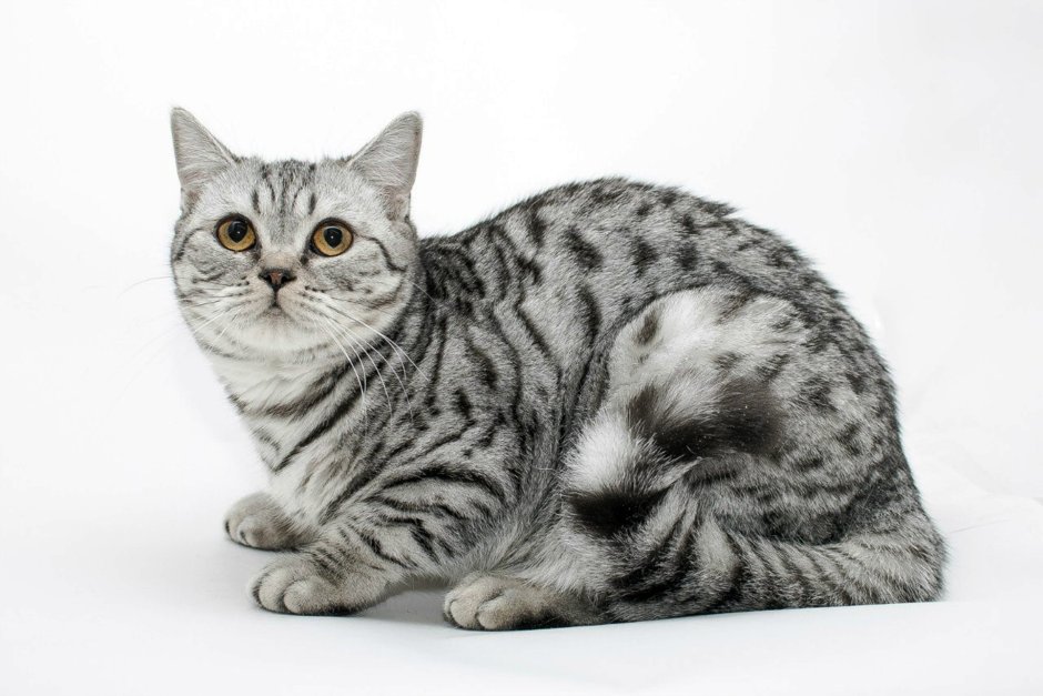 Шотландская скоттиш страйт кошка