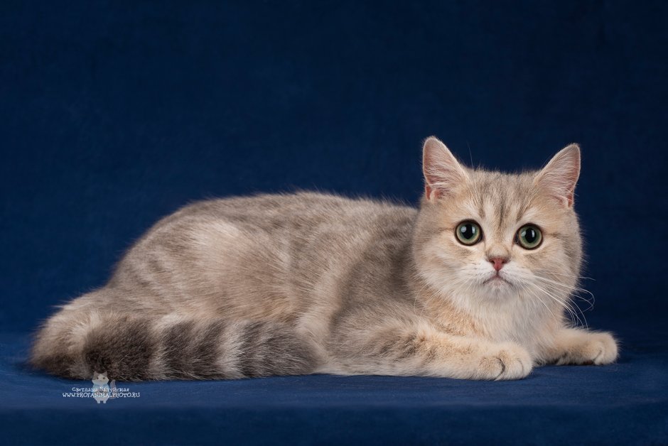 Скоттиш-страйт Шотландская прямоухая