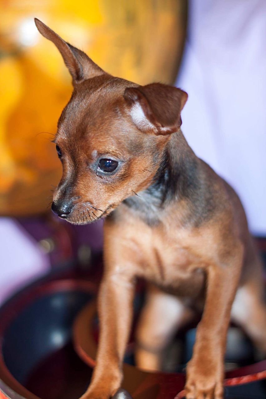 Докси терьер