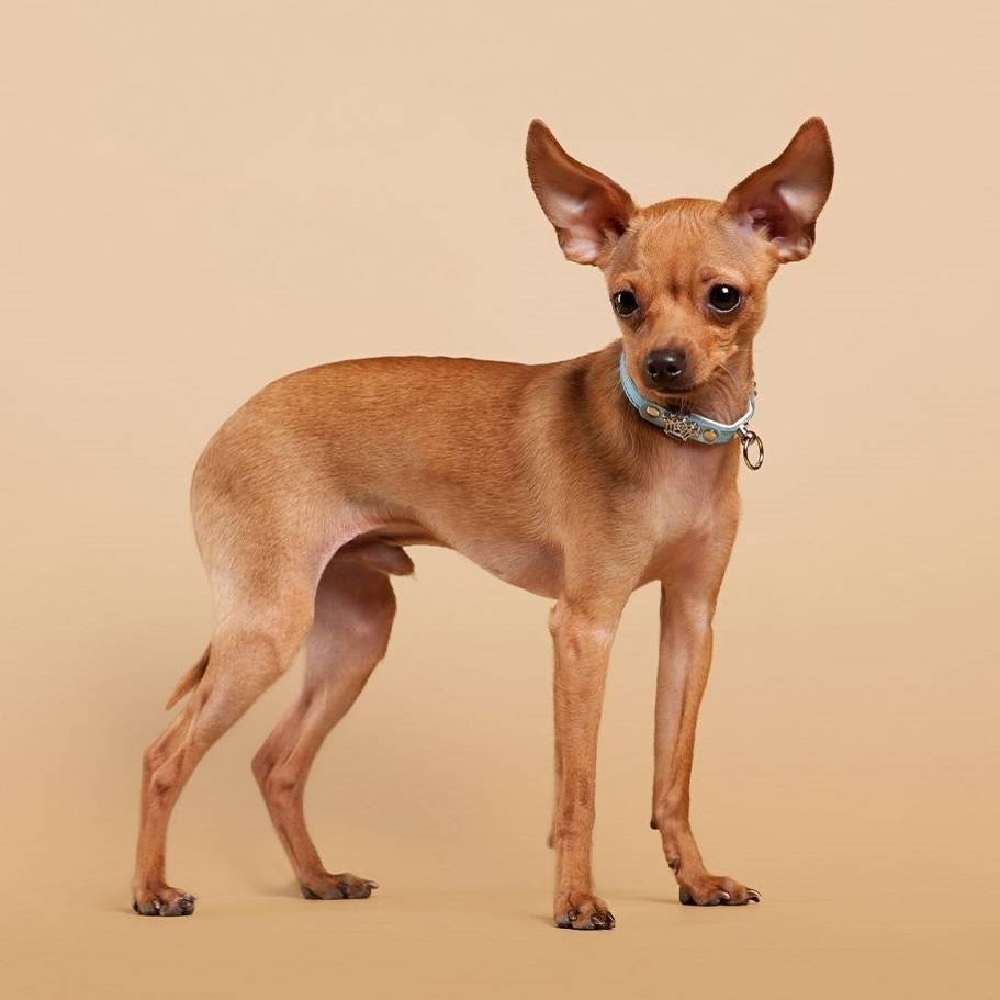 Русский той терьер гладкошерстный