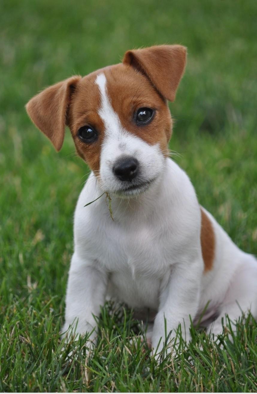 Джек Рассел