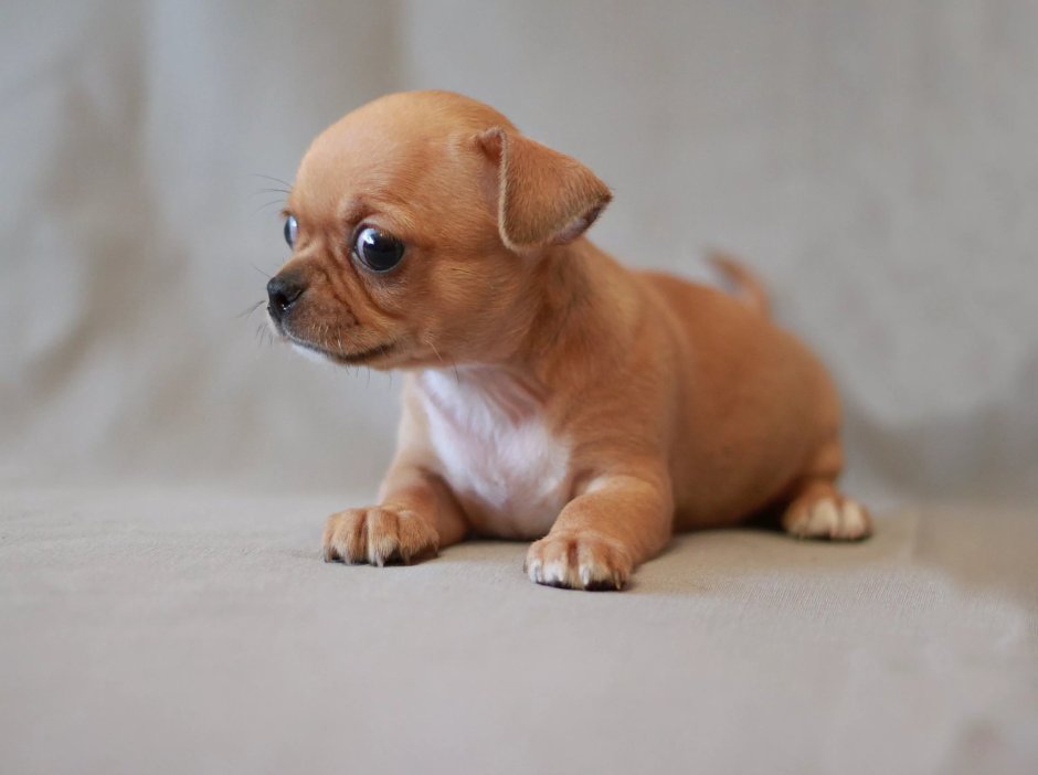 Германский той терьер