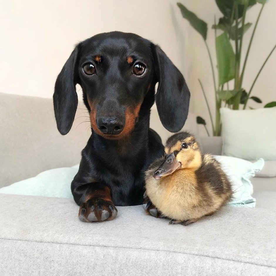 Такса карликовая гладкошерстная