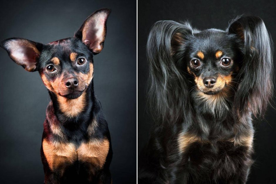 Лисий пинчер длинношерстный