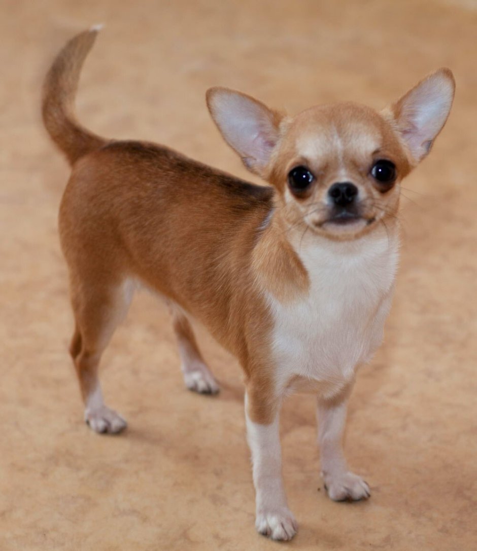 Чихуахуа короткошерстные