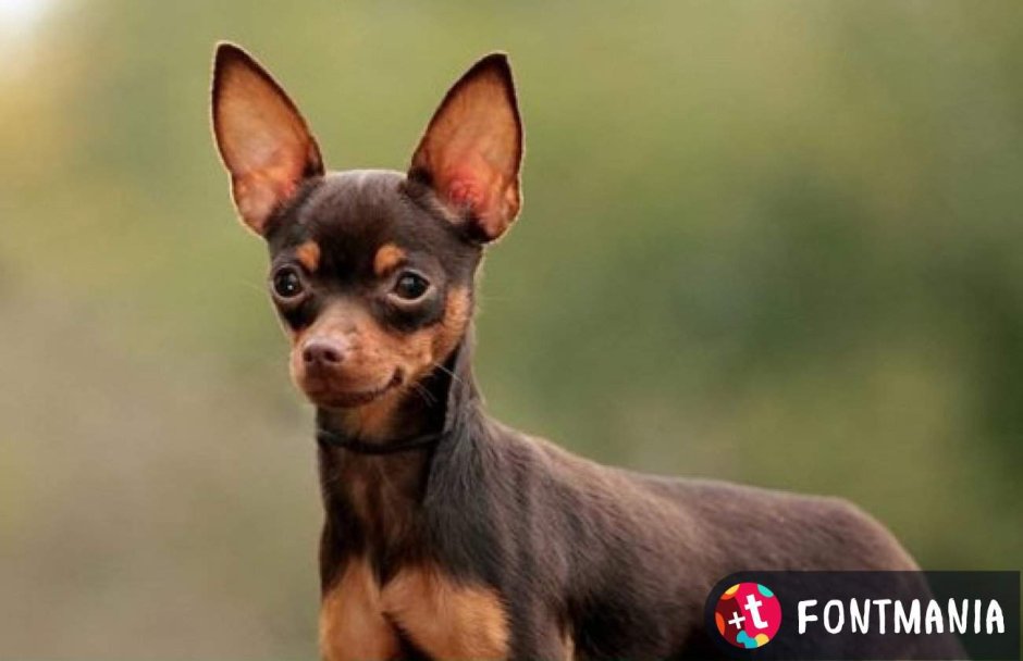 Чихуахуа кобби гладкошерстный