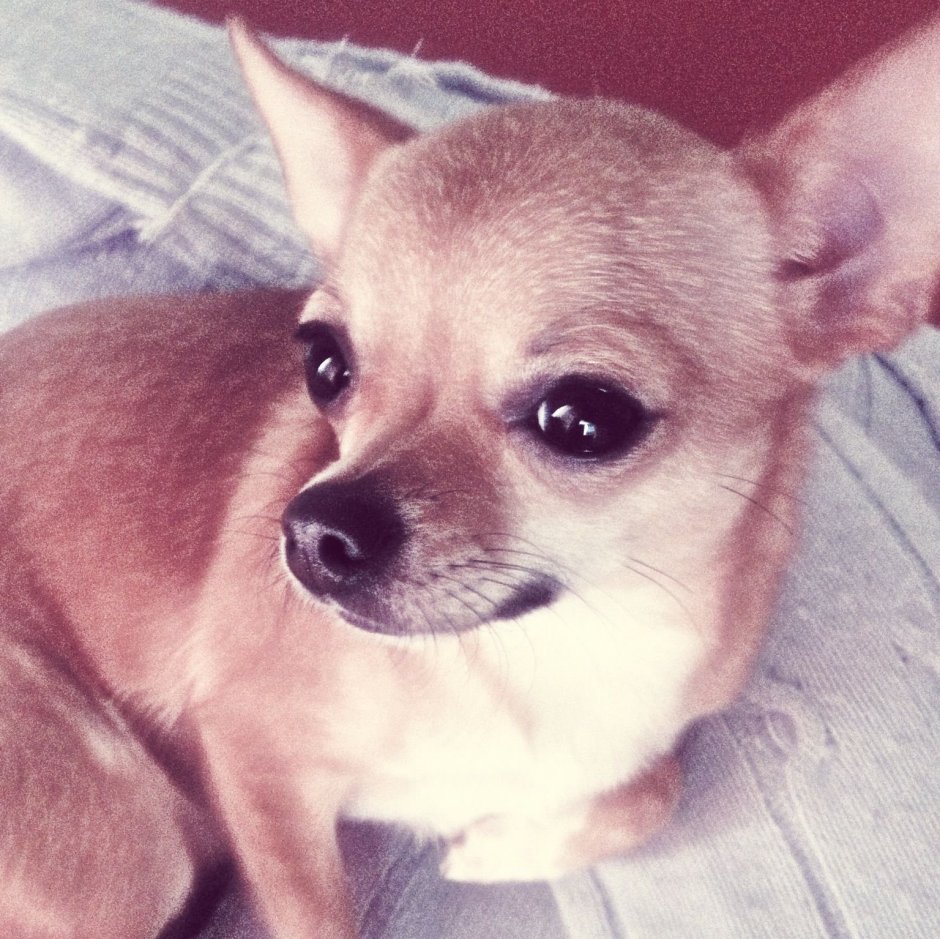 Микро мини чихуахуа