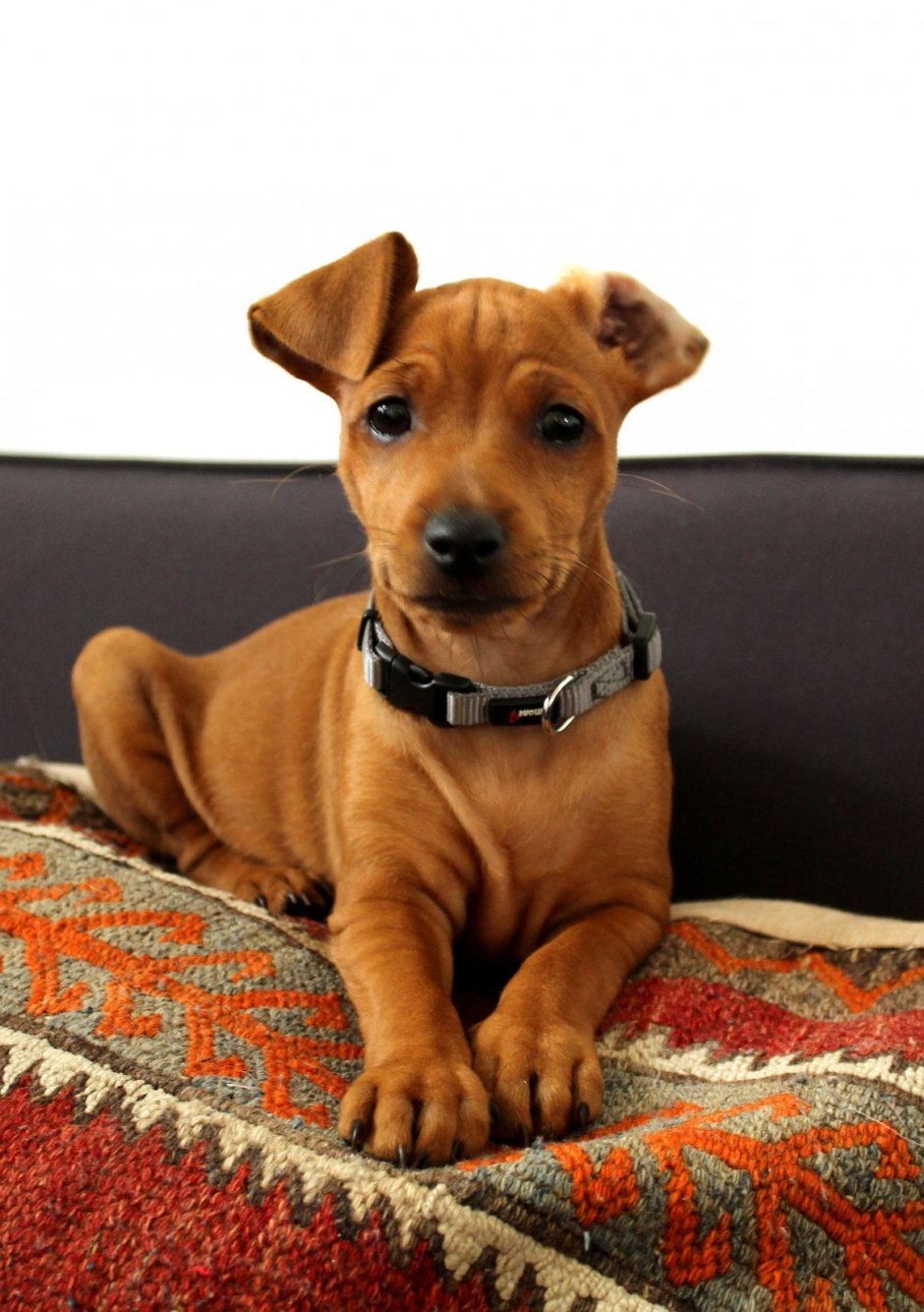 Пинчер карликовый гладкошерстный