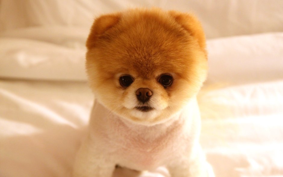 Померанский шпиц Boo