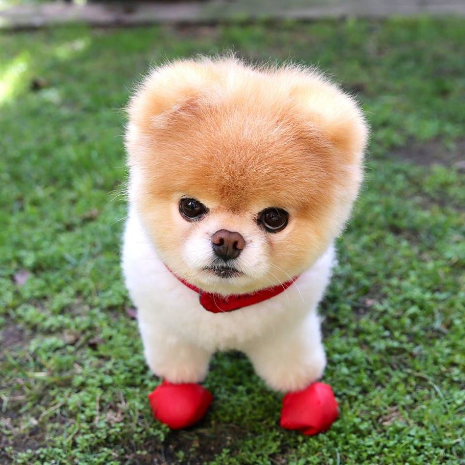 Померанский шпиц Boo