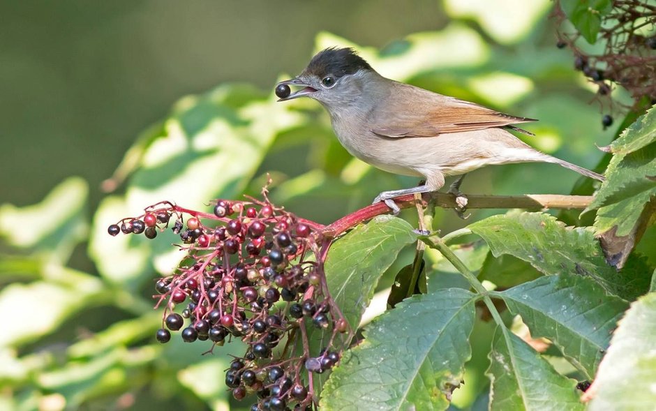 Swainson’s Warbler