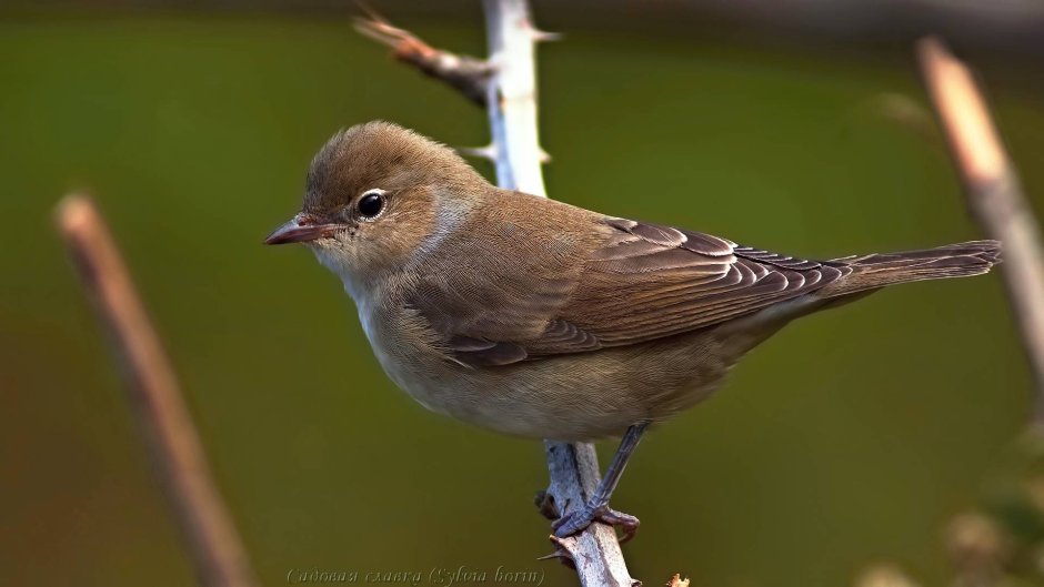 Серая Славка (Sylvia communis)