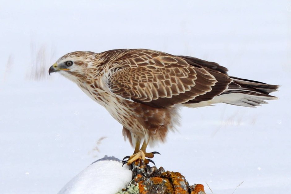 Курганник (Buteo rufinus)