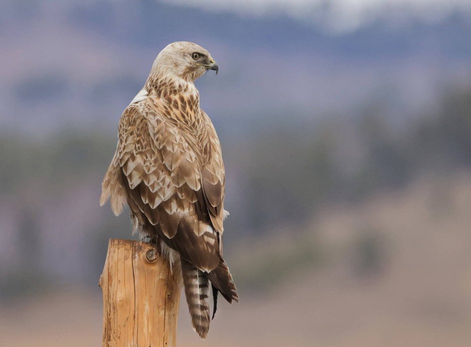 Курганник (Buteo rufinus)
