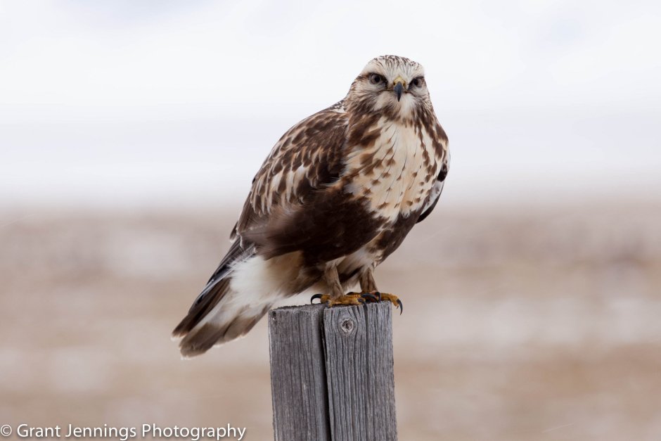 Long-legged Buzzard HD
