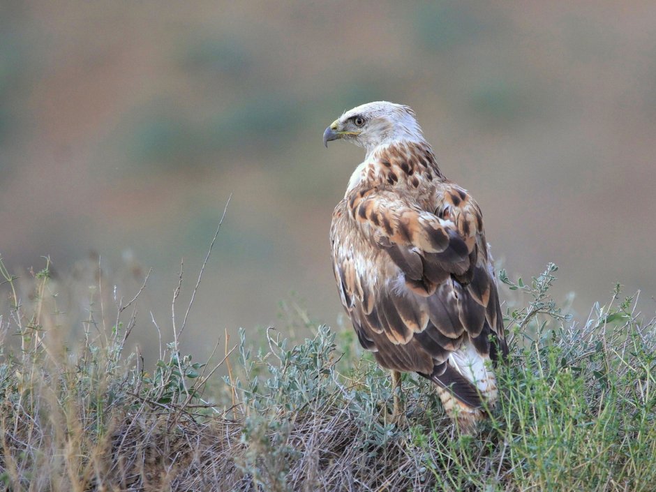 Курганник (Buteo rufinus)