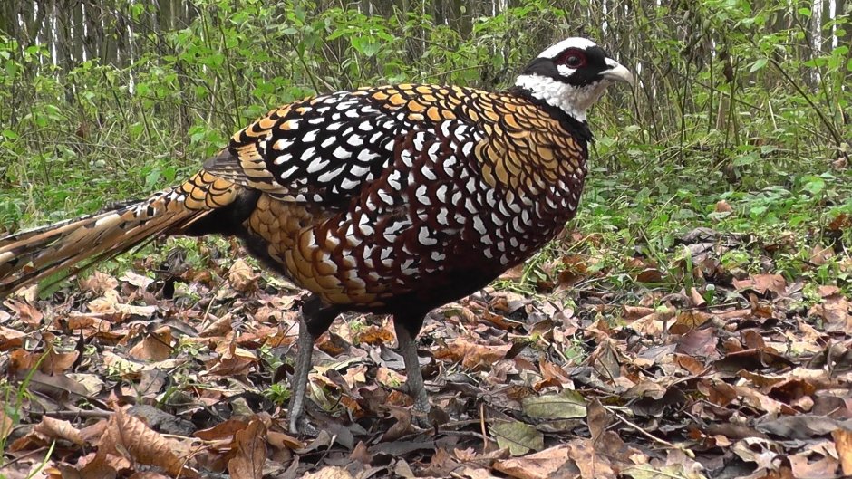 Зелёный фазан / Phasianus versicolor