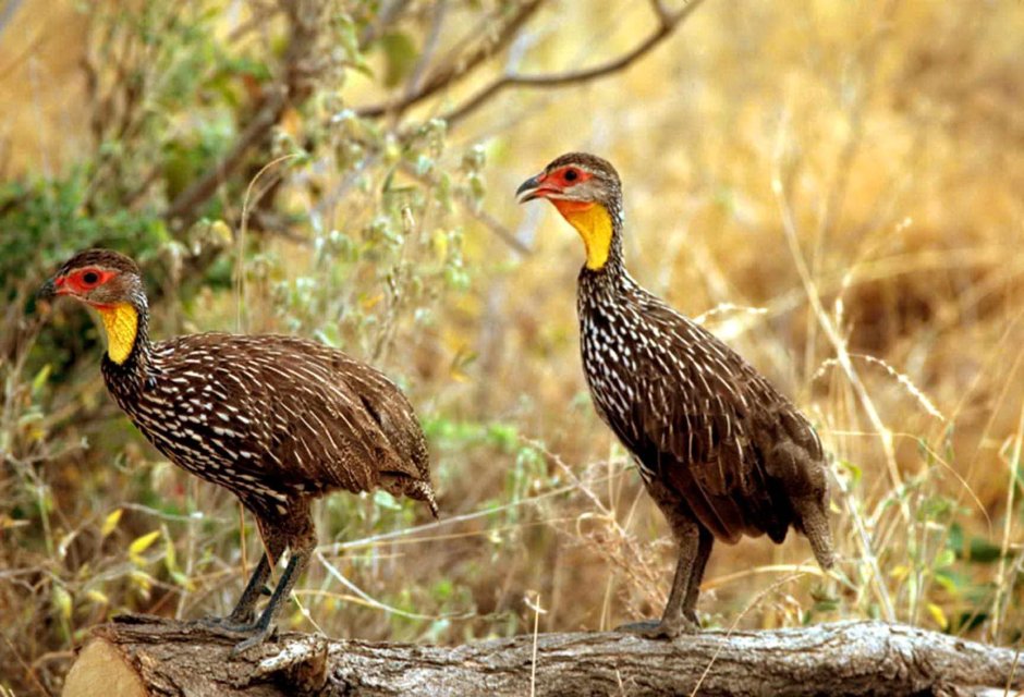 Фазановые (Phasianidae)