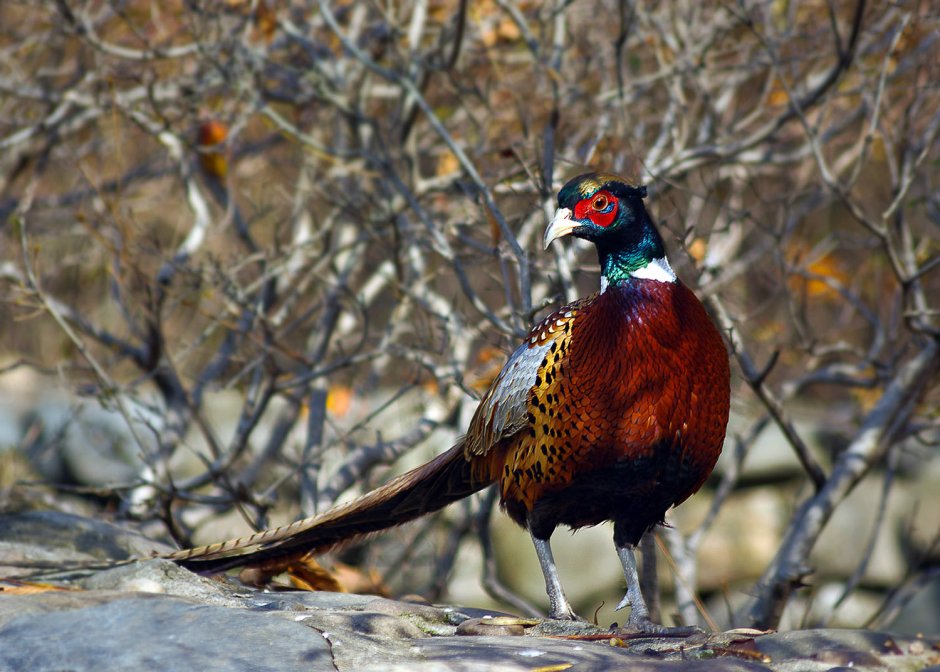 Tragopan blythii