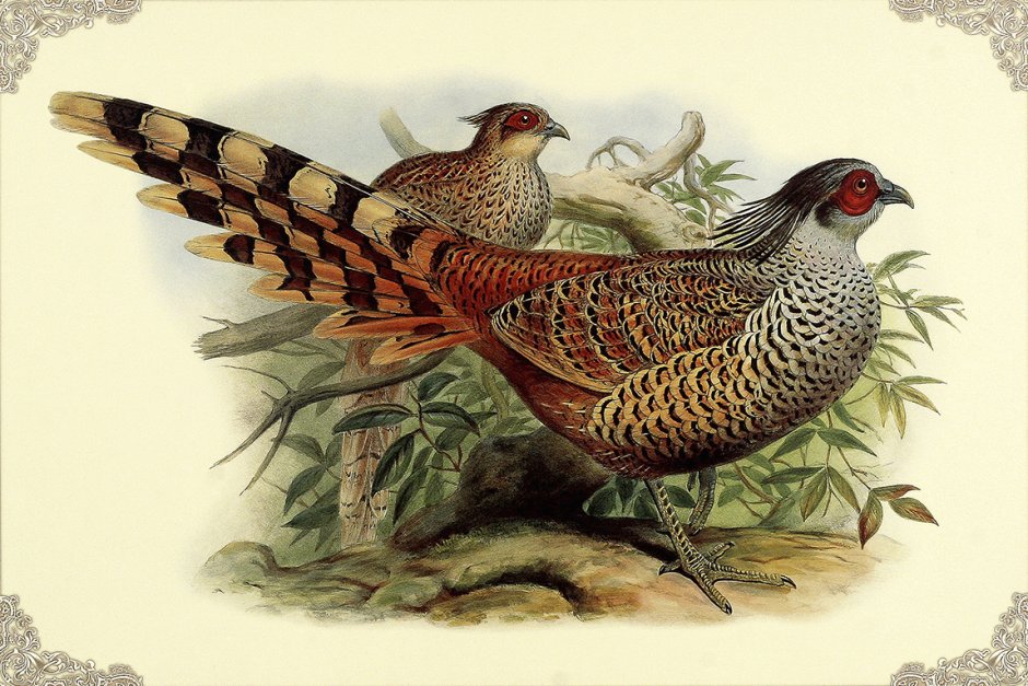 Pheasant Hunt Spa фазаны