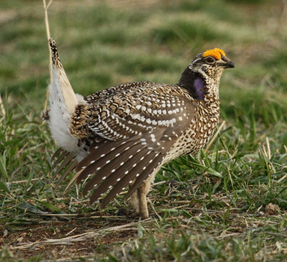 Фазановые (Phasianidae)