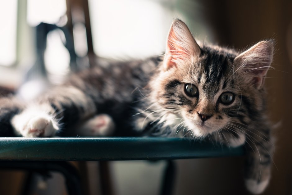 Красивые коты