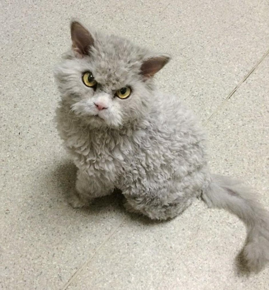 Богемский рекс кошка