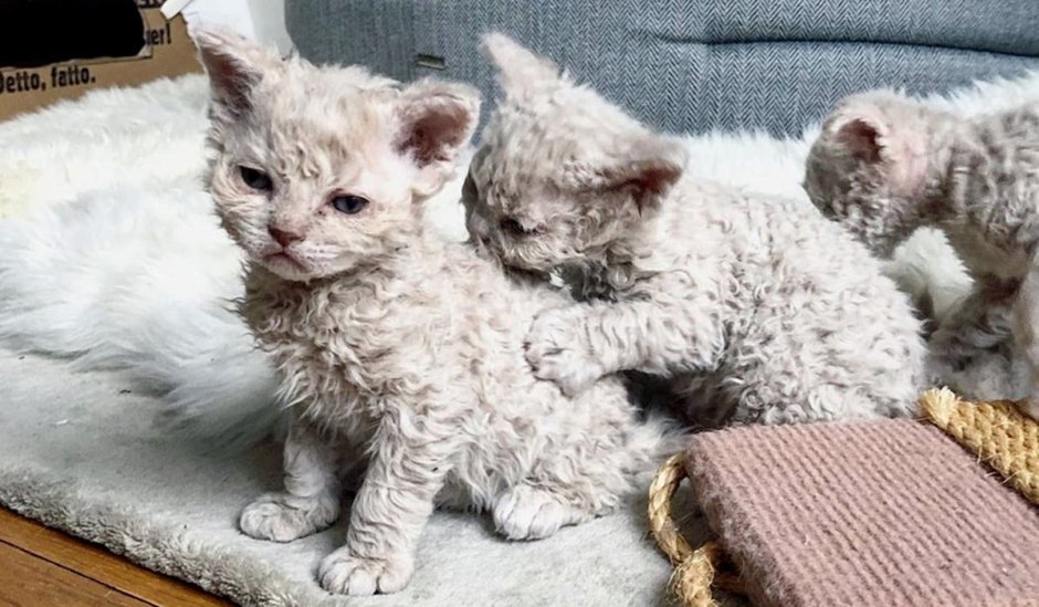 Кот Селкирк рекс