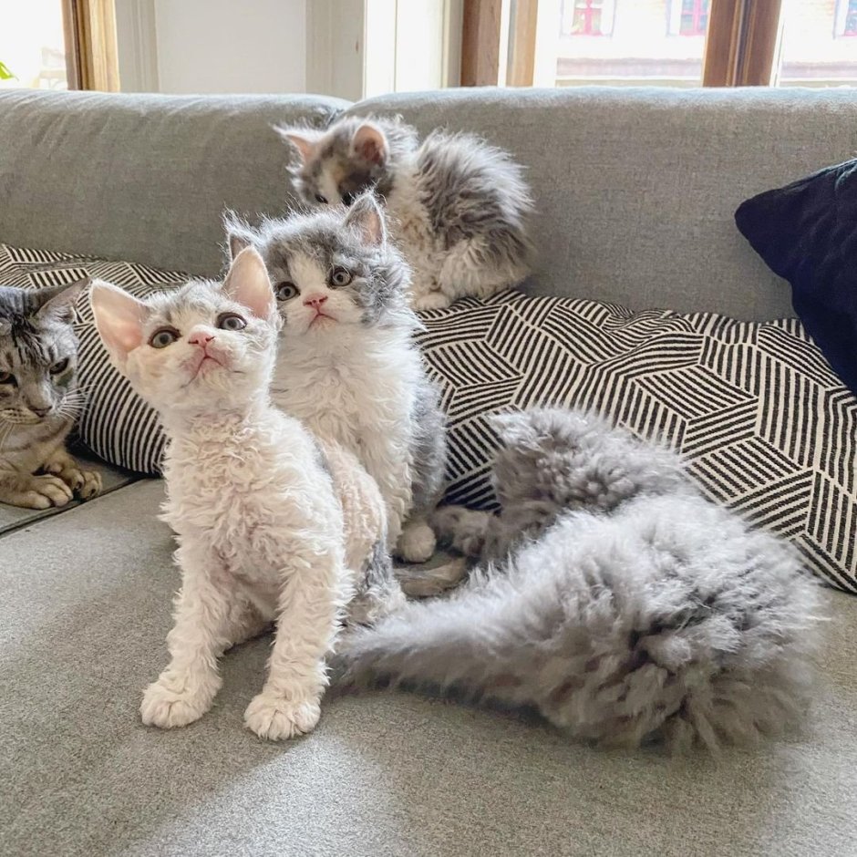 Кудрявые коты игрушки
