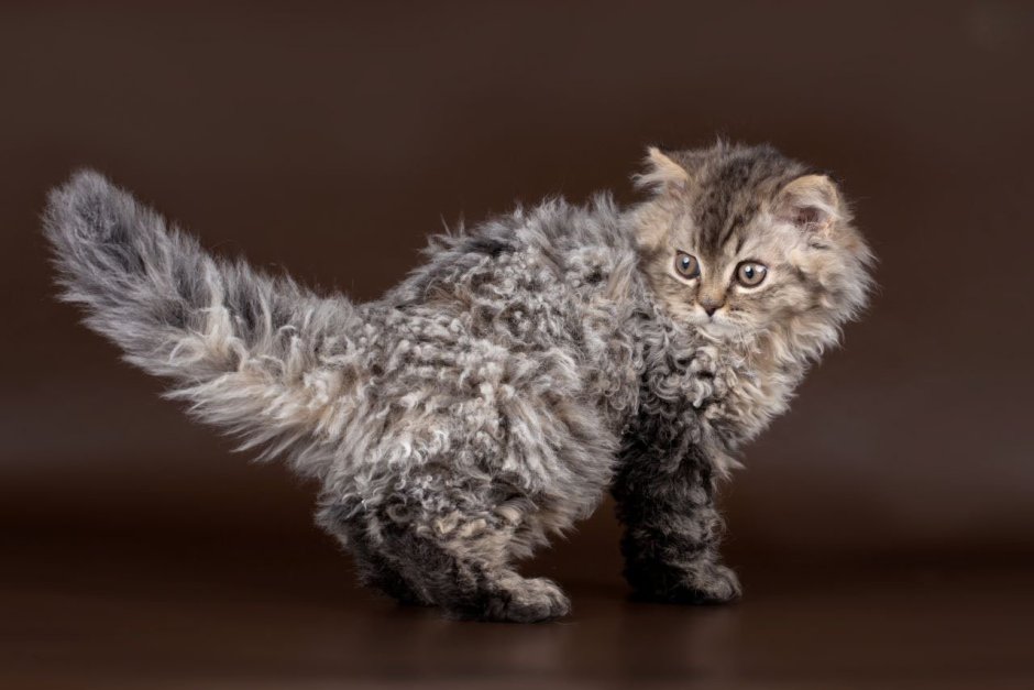 Кот Селкирк рекс