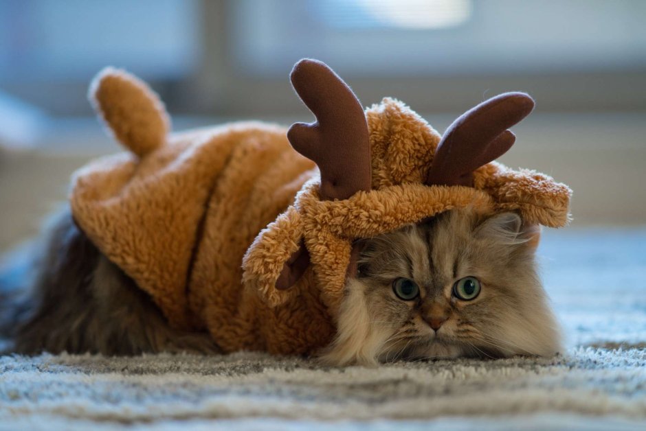 Забавные коты