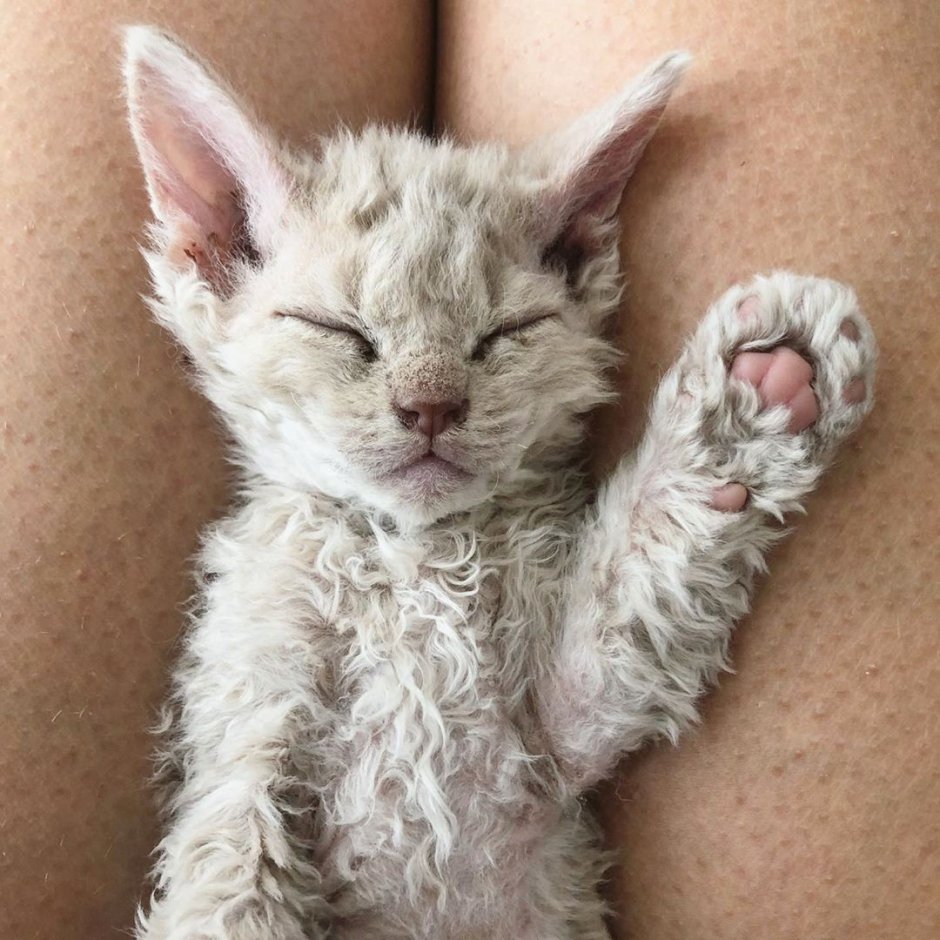 Милые кудрявые котики