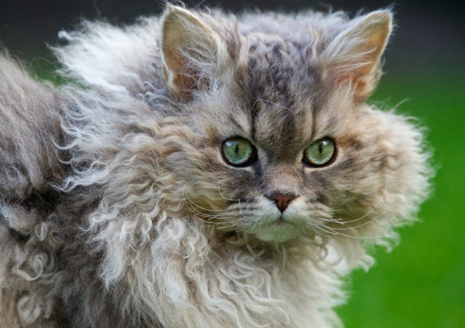 Кудрявые коты